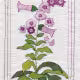 Flower Show Quilt